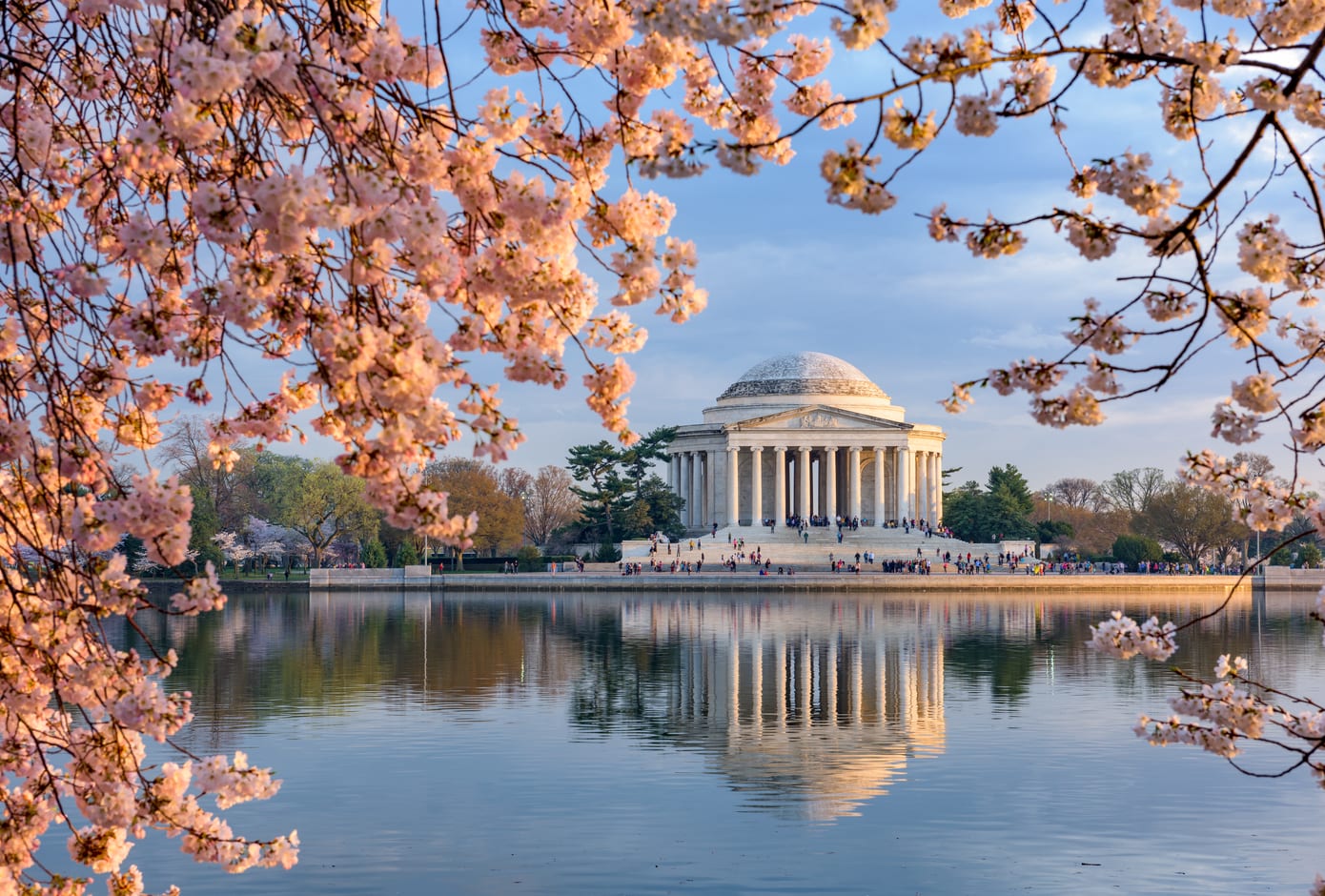 Cherry trees blooming in Washington DC.