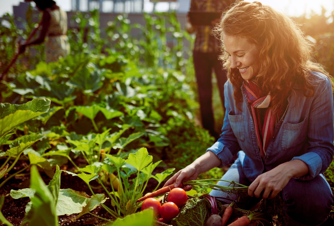 Woman picking tomatoes and a carrot at a vegetable garden.