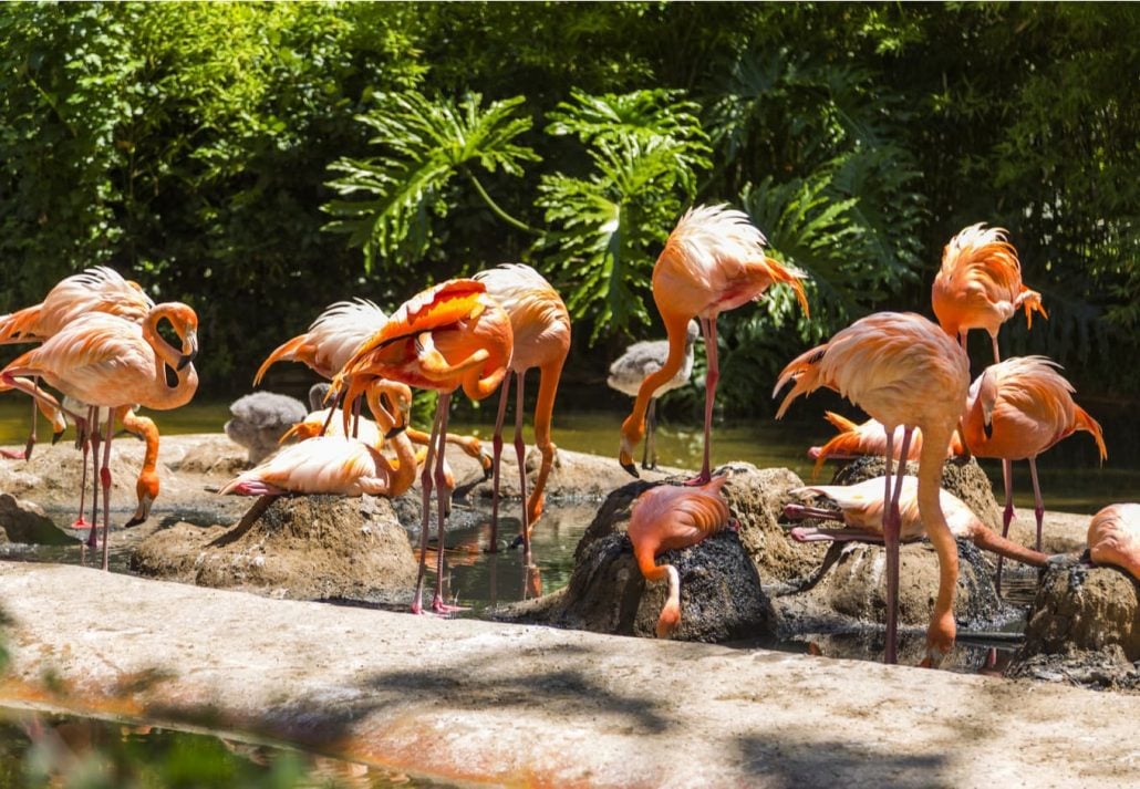 Flock of flamingos in a zoo, Barcelona Zoo, Barcelona, Catalonia, Spain