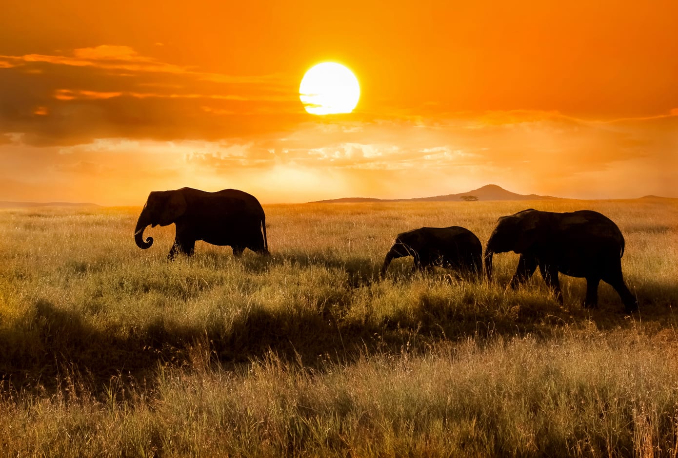 Three elephants during an orange sunset at the Serengueti National Park, in Tanzania, Africa.