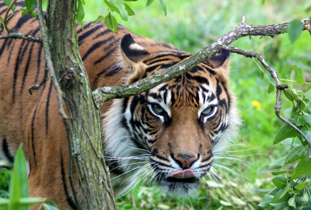 A tiger surrounded by nature at the London Zoo.