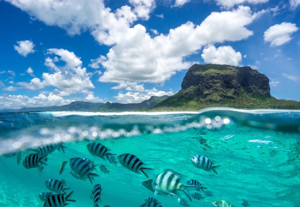 Fishes swimming in a transparent blue ocean