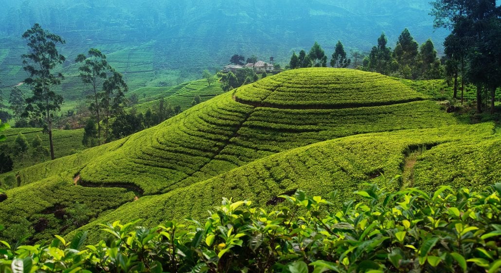 Tea plantation in Sri Lanka.