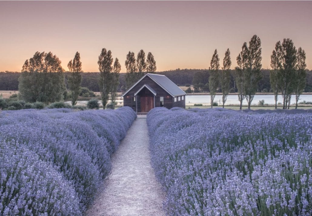 Sault Restaurant, Daylesford, Victoria, Australia: Beautiful lavender farm with lovely house at Sunset.