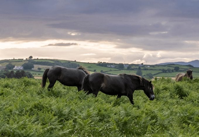 Herd of wild horses at Murlough National Nature Reserve, Northern Ireland