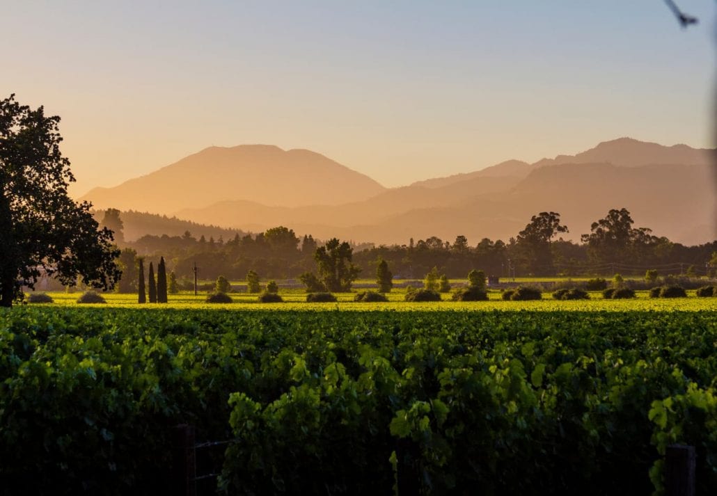 Panoramic view of Napa Valley grape plantation in the summer.