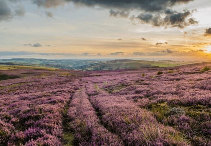 Purple Heather in the Peak District National Park