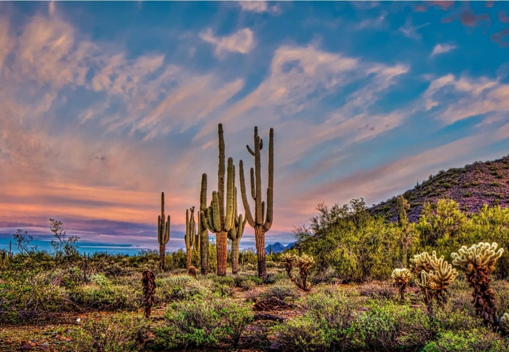 Pink Sunrise I - Mighty saguaros are featured in a Sonoran desert sunrise panoramic landscape. The Arizona cloudy skies make a dramatic presentation.