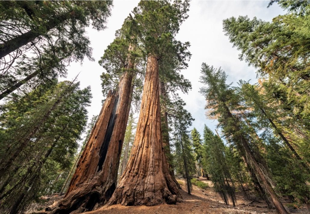 View at Gigantic Sequoia trees in Redwood National Park, California USA