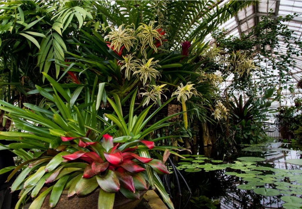 Interior views of conservatory of Flowers at Golden Gate Park in San Francisco,California.