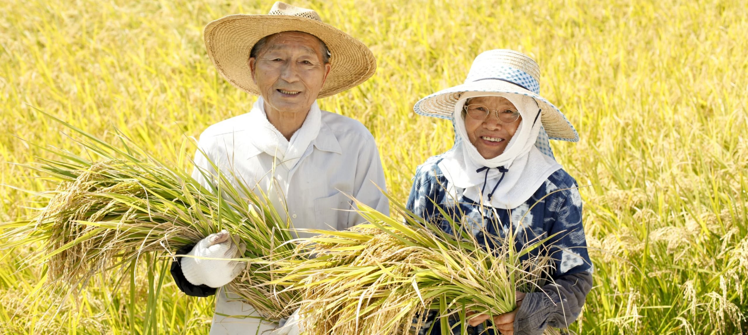 Japan's farmers in the rice fieldJapan's farmers in a rice field