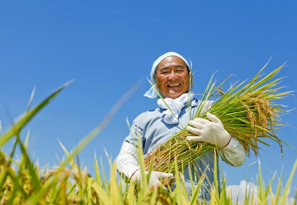 Japanese worker at a rice paddie.