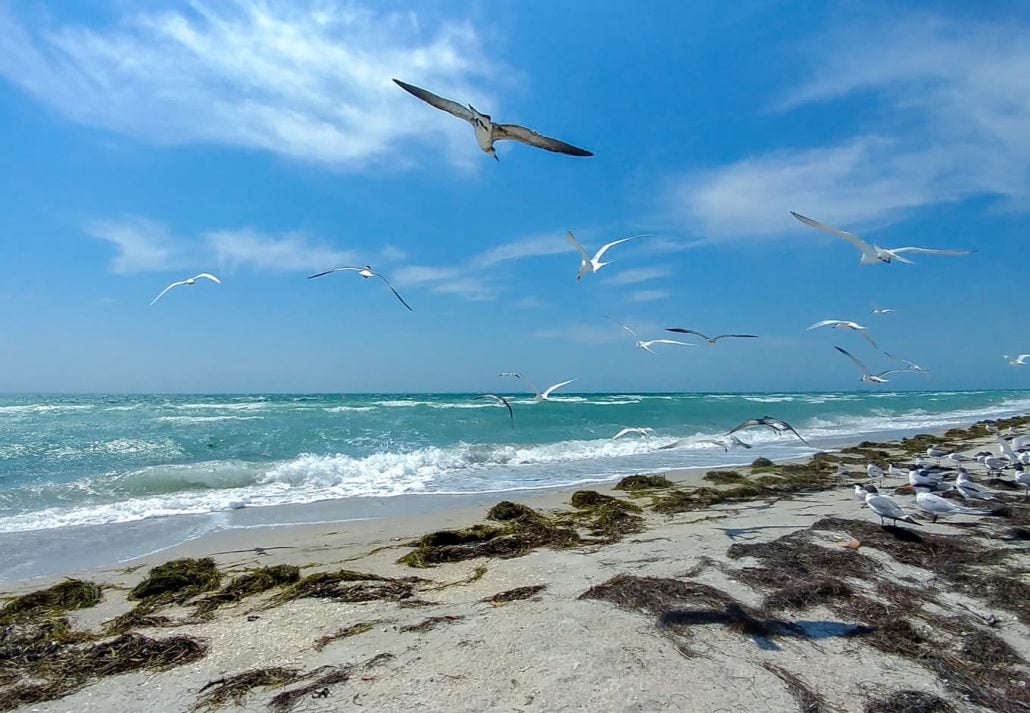 best-beaches-near-orlando-fort-de-soto-beach-florida | CuddlyNest Travel Blog Seagulls flying over the beach in Fort de Soto Park beach, Tampa, Florida, USA