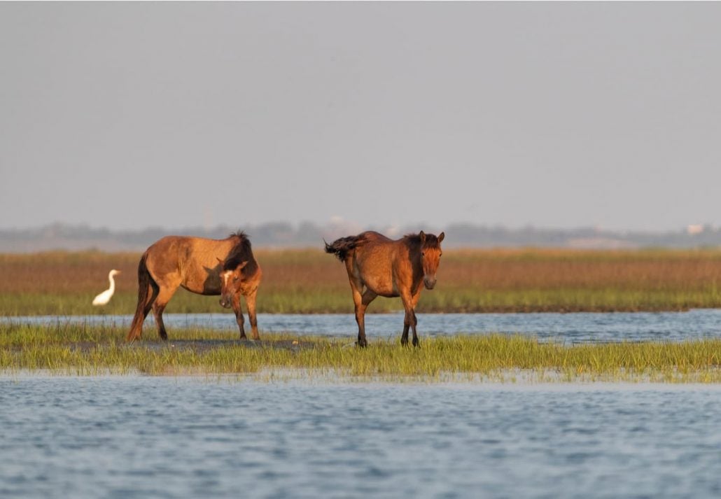 Wild Horses on the Rachel Carson National Wildlife Refuge of the Coast near Beaufort, North Carolina.