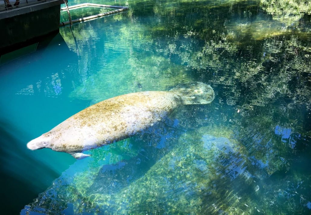 Manatee at natural spring