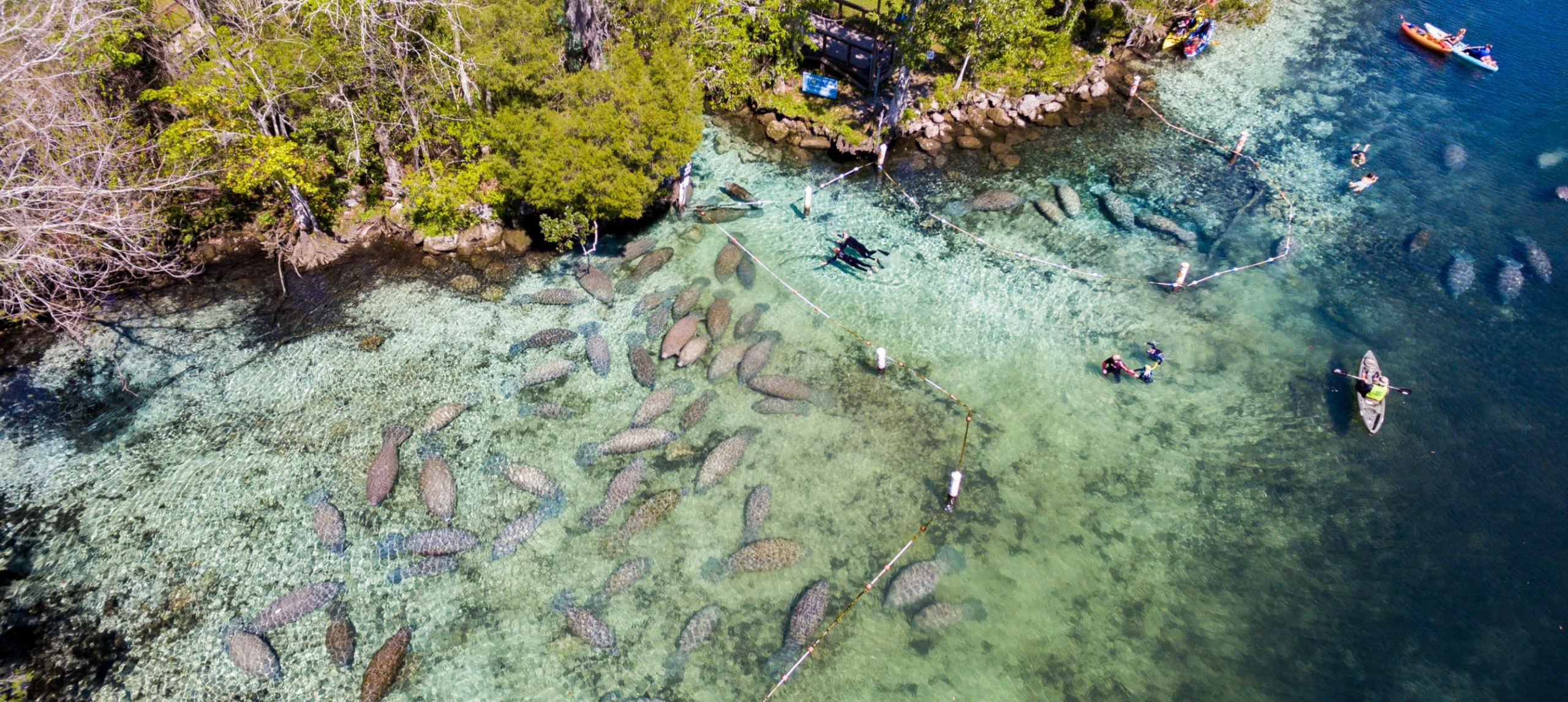 Swimming with manatees at Crystal River, FL