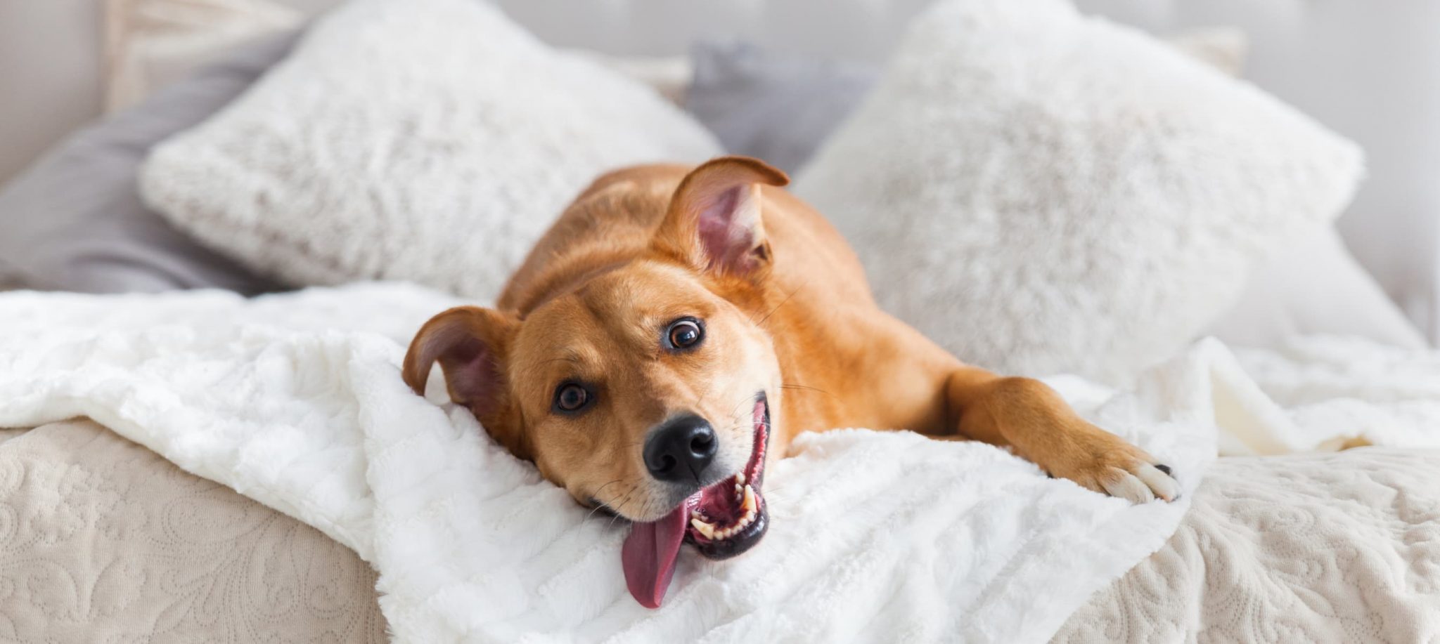 9 Best PetFriendly Hotels in Orlando CuddlyNest