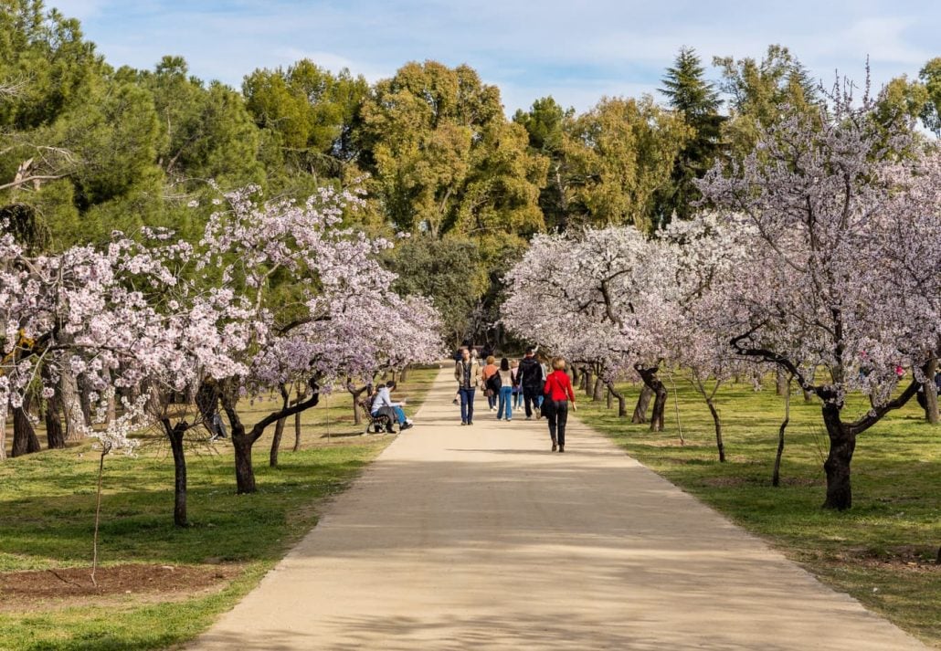 People walking or resting in the public park called Quinta de los Molinos with the almond trees in bloom in Madrid, Spain