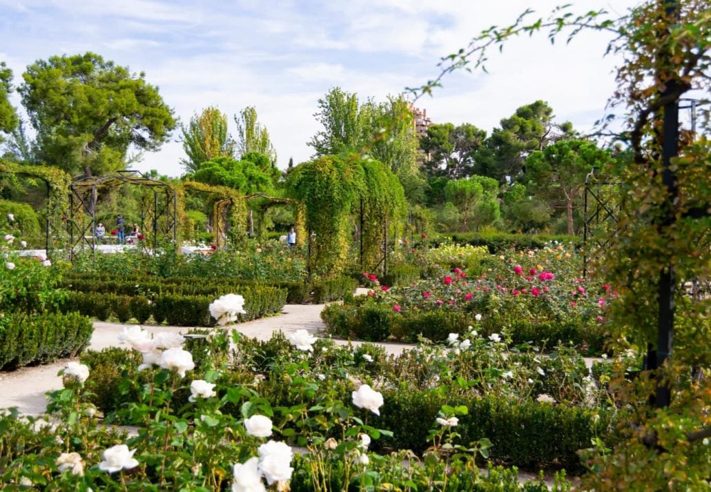 Parque del Oeste Rose Garden, Madrid, Spain.