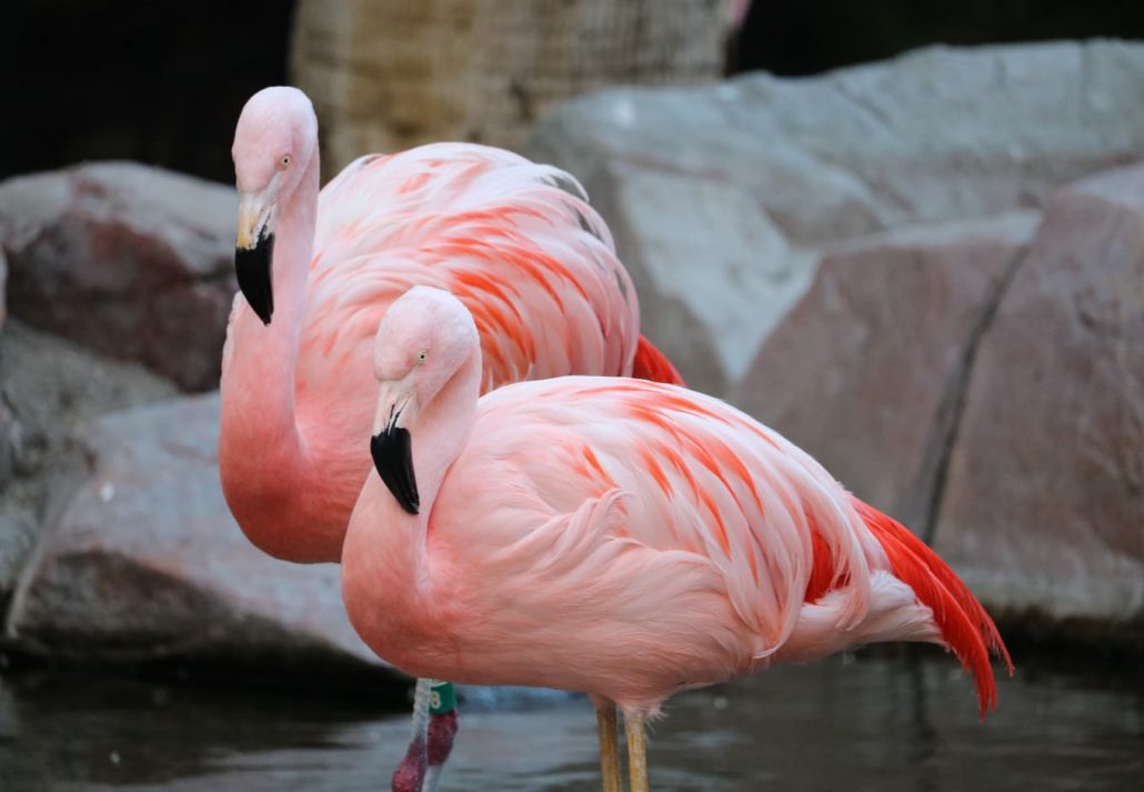 Pink flamingos resting in las vegas wildlife habitat, Las Vegas, Nevada, USA.