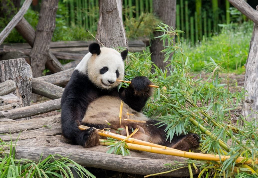 Panda at the Berlin Zoo, Berlin, Germany.