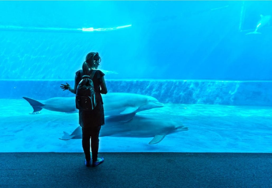 A woman standing in front of the dolphin tank at Genoa Aquarium