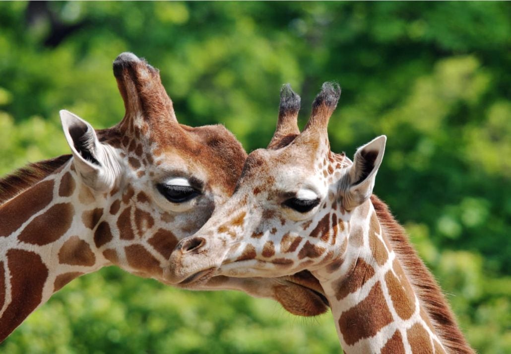 Two giraffes at the Berlin Zoo