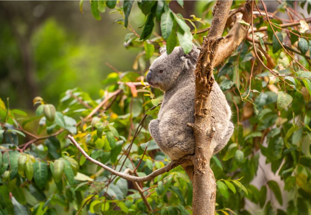 Koala in the San Francisco Zoo, San Francisco, California.