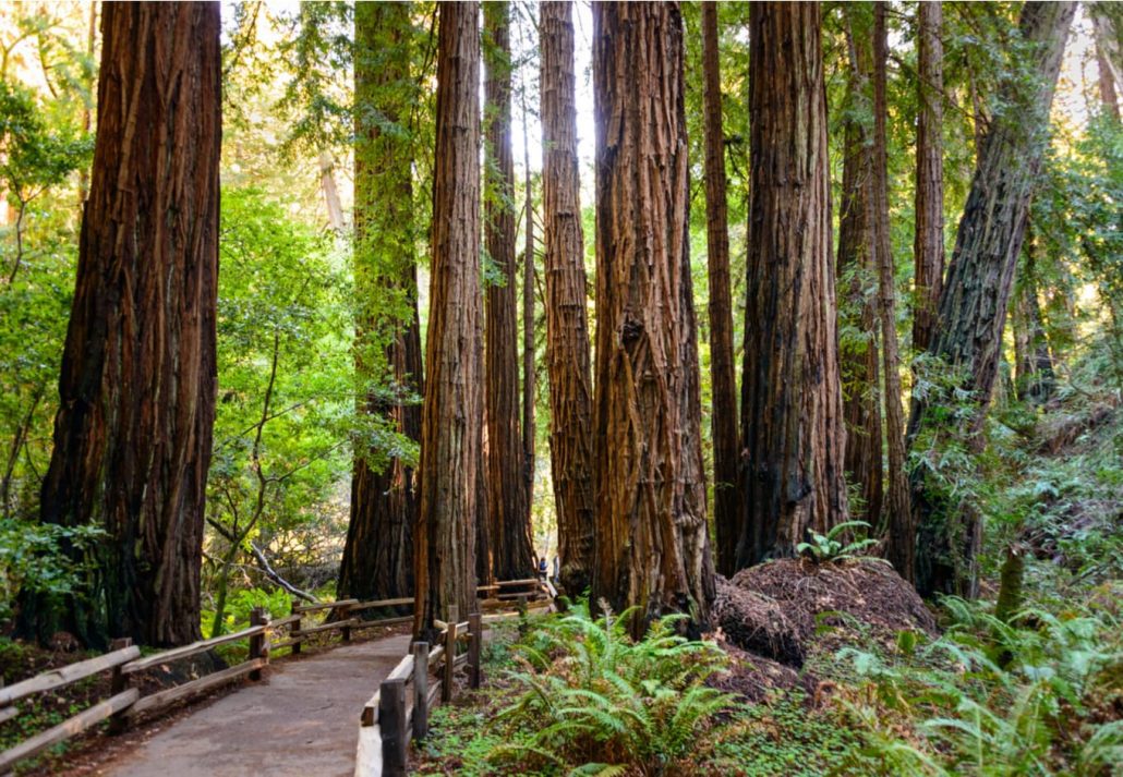 Muir Woods National Monument, California.