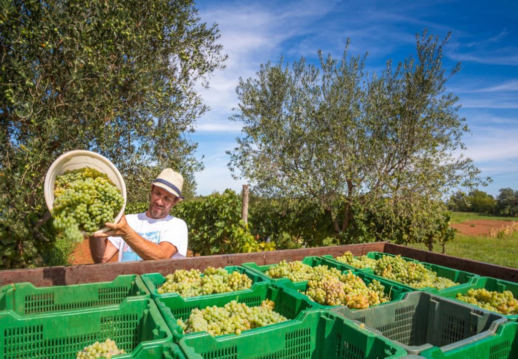 A man harvesting grapes