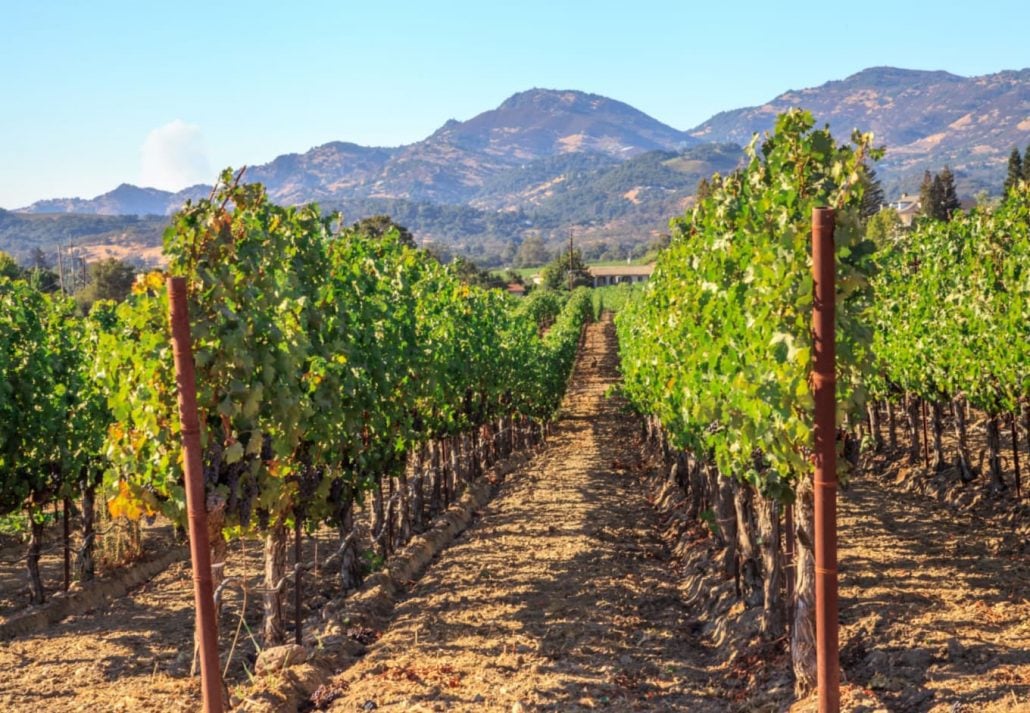 A vineyard in San Francisco