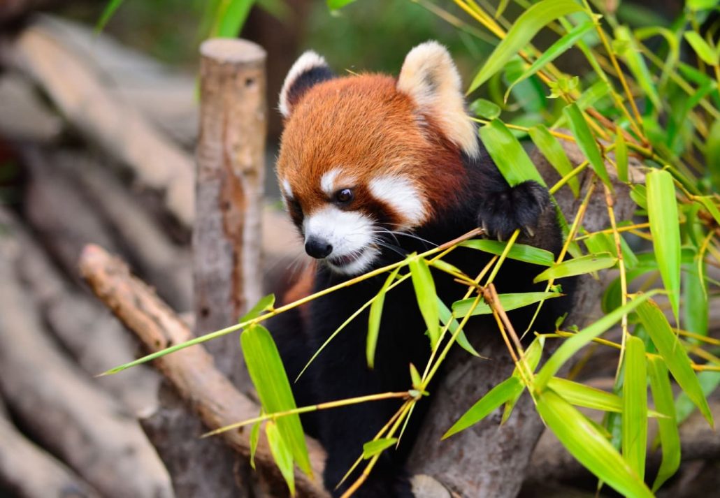 A red panda in a zoo.