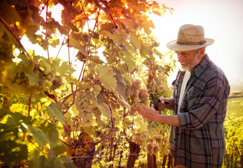 A man admiring grapes at a vineyard