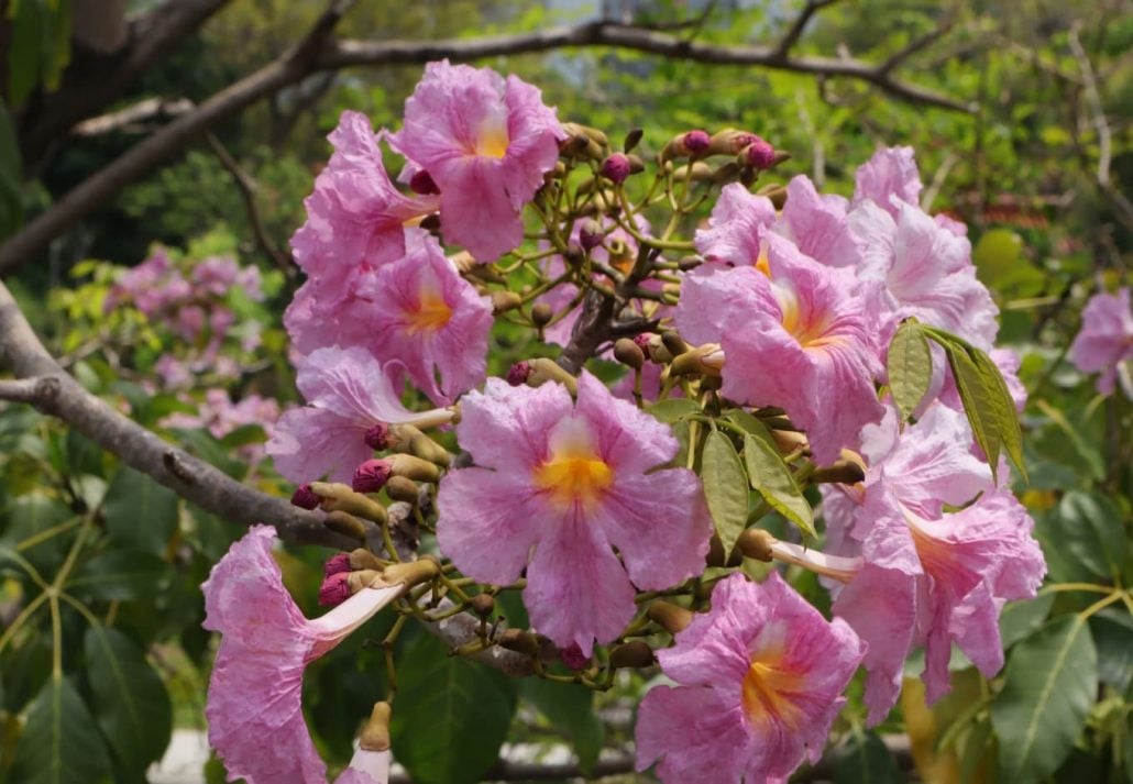 Singapore's beautiful pink trumpet flowers.