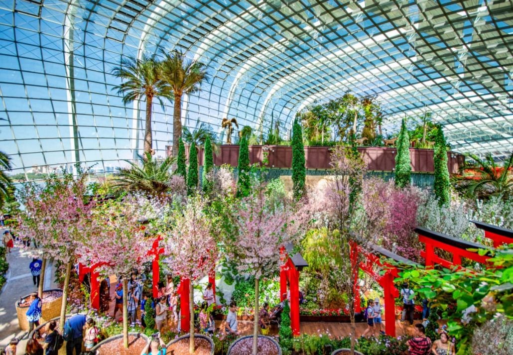 Cherry blossoms in Singapore's Gardens by the Bay.