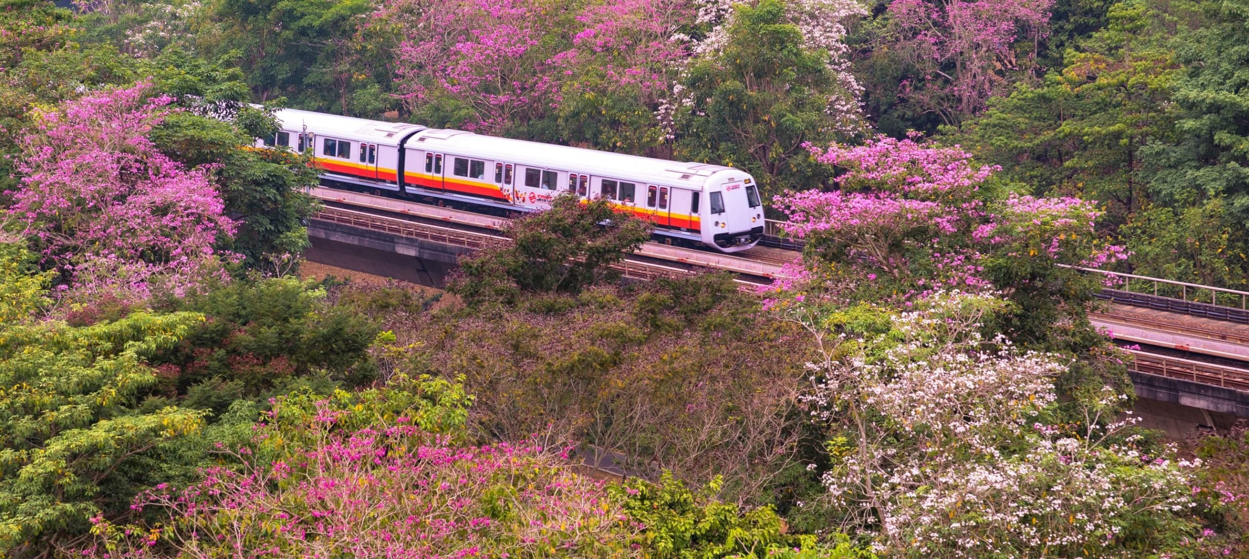 Top view of Singapore covered in pink trumpet trees.