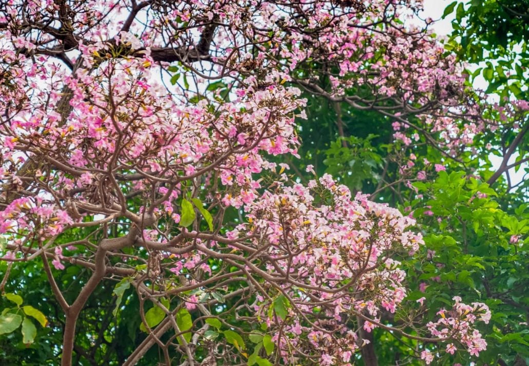 Singapore's beautiful pink trumpet flowers.