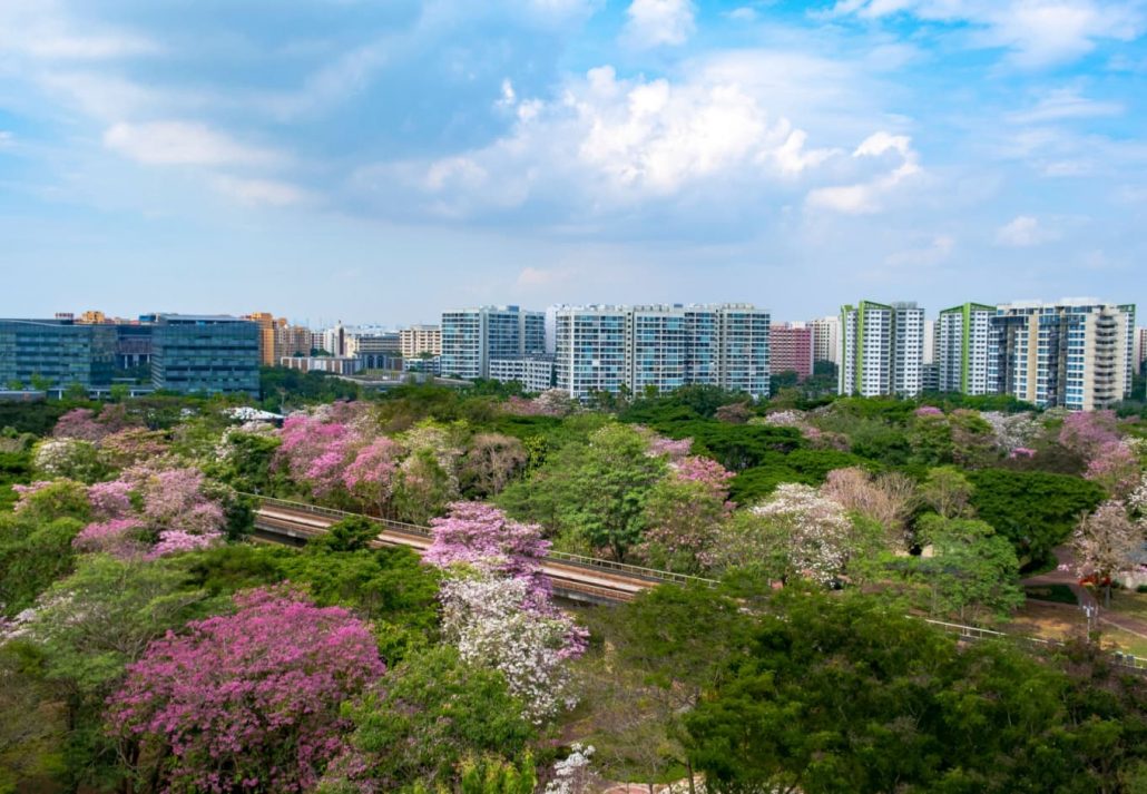 Top view of Singapore covered in pink trumpet trees.