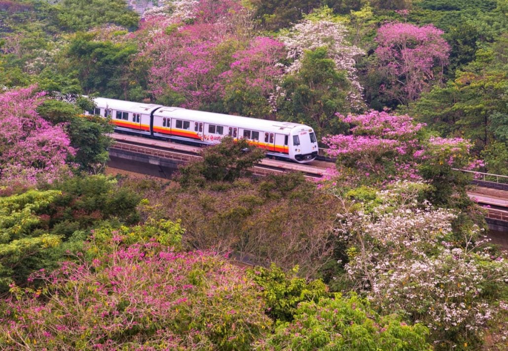 Top view of Singapore covered in pink trumpet trees.