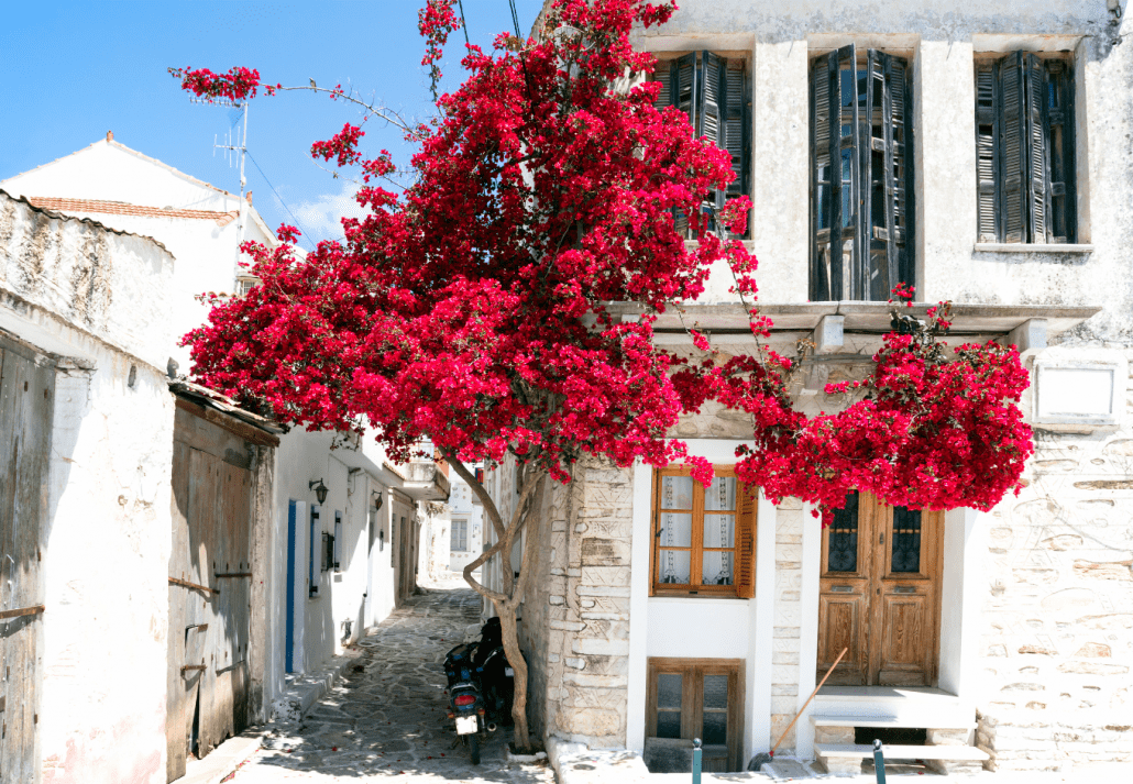Paros town in Greece with pink and flowers on a white building