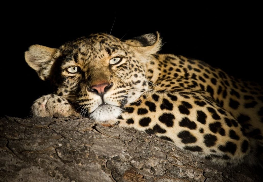 Leopar on a rock at nightime.