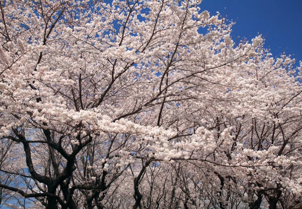 Cherry Blossoms In Tokyo: Asukayama park