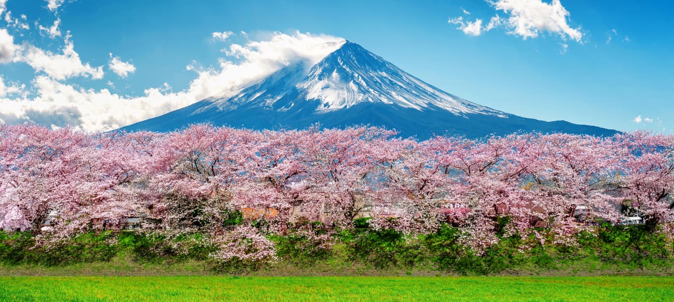 Cherry Blossoms in Tokyo: Cherry blossoms with mount Fuji
