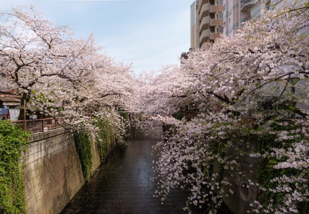 Cherry Blossoms In Tokyo: Meguro river