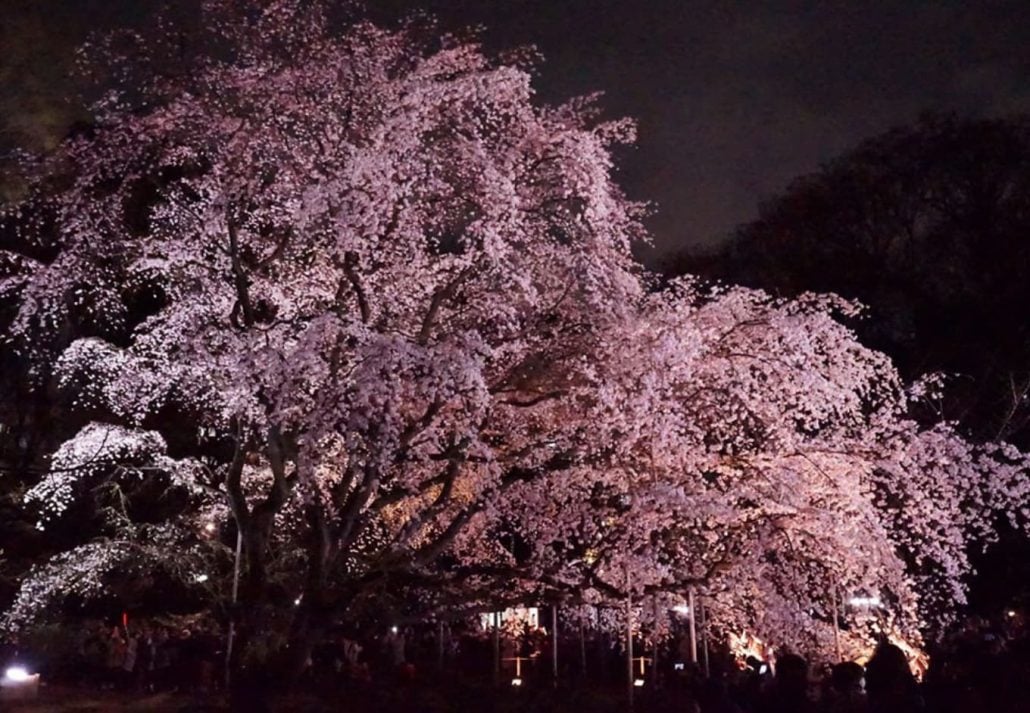 Cherry Blossoms In Tokyo: Rikugien gardens