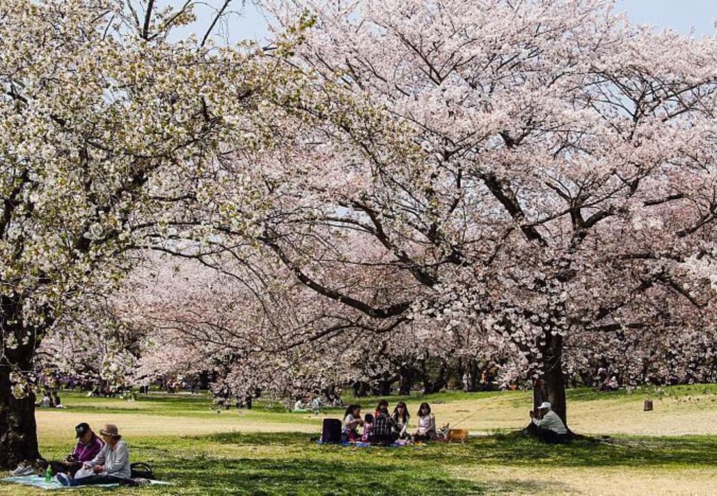 Cherry Blossoms In Tokyo: Showa memorial park in Tokyo