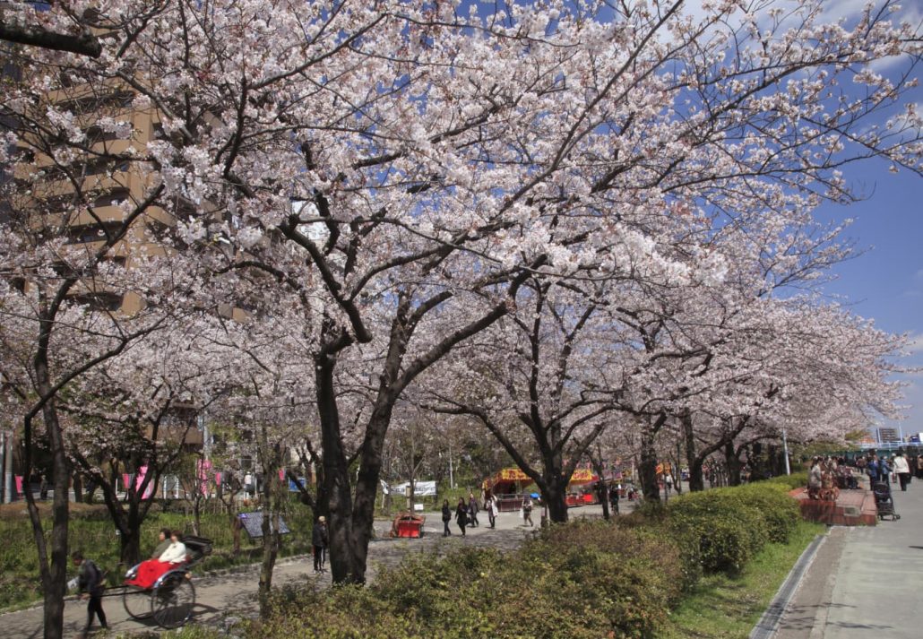 Cherry Blossoms In Tokyo: Sumida park 
