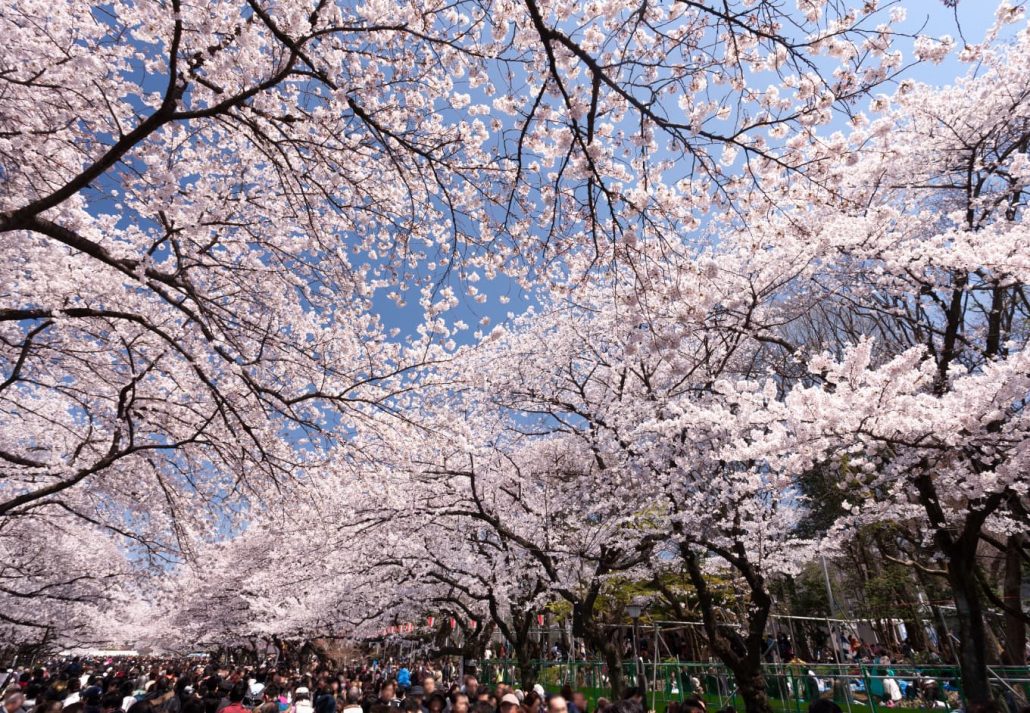 Cherry Blossoms In Tokyo: Ueno park