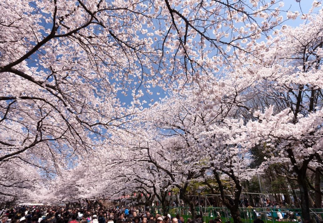 best_things_to_do_in_tokyo_ueno_park | CuddlyNest Travel Blog Tokyo cherry blossoms ueno park