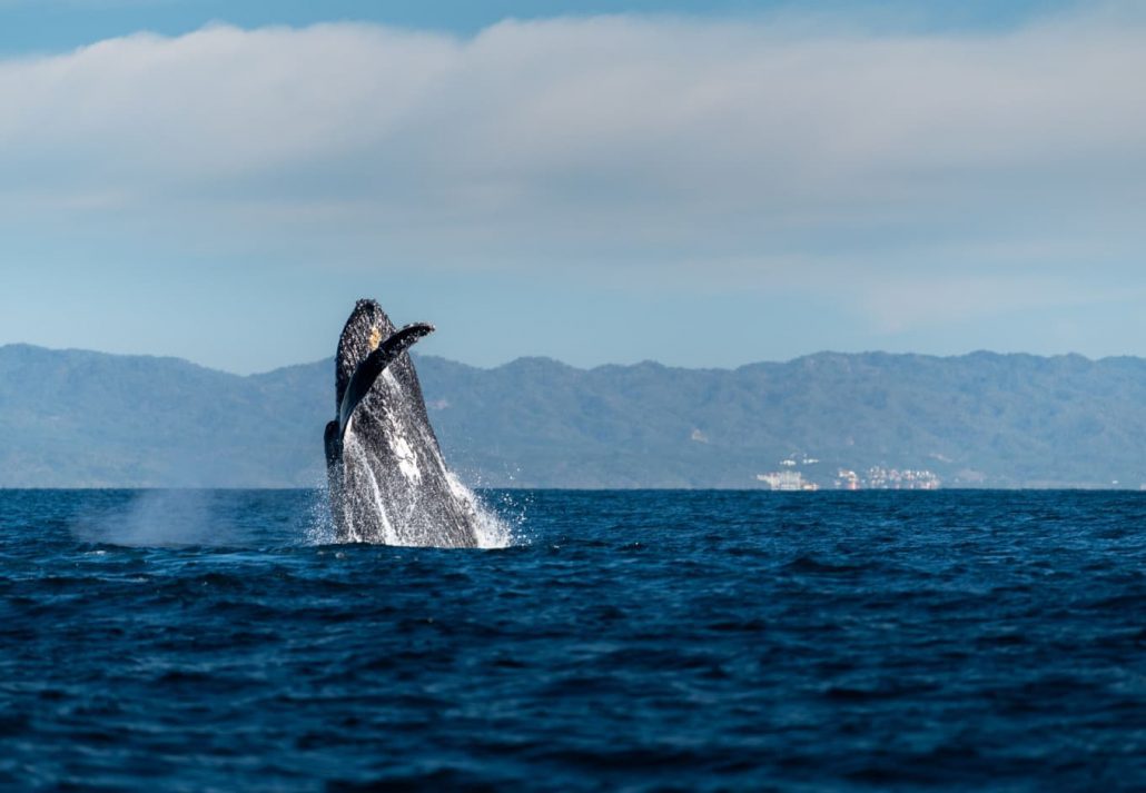 A whale spotted near Puerto Vallarta